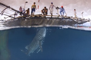 whale_shark_photo_resized