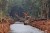 hutan-gambut-610×406