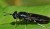 0.42978400-1402997704-The20adult20Black20Soldier
