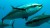main_tuna_03191
