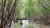 Mengumpulkan Bibit Mangrove
