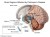 Parkinsons-Disease.204114724_std