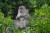 monyet-ekor-panjang-macaca-fascicularis-1