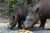 EN_Angger-Putranto_Lampung_081807020754_Makan-Buah-600×400