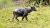Anoa