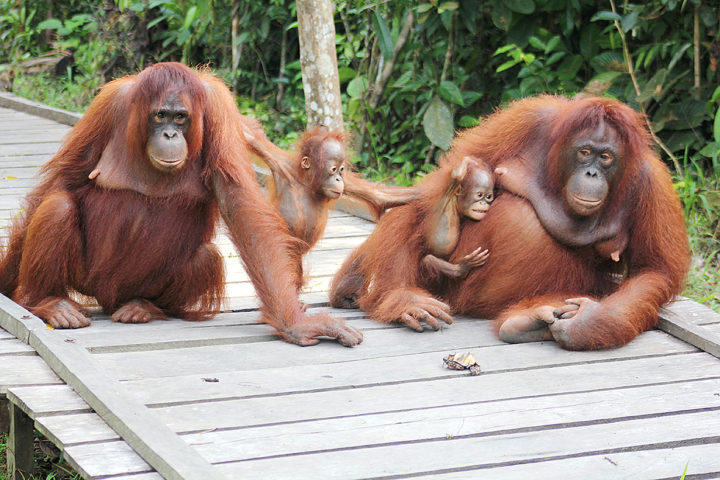 Orangutan bernama Lidiya dan Noni serta bayi-bayinya di Camp Saluang Mas I, Kabupaten Seruyan, Kalimantan Tengah, Kamis (28/7).Orangutan sangat terancam punah karena kebakaran hutan dan lahan serta maraknya perkebunan sawit.

Kompas/Megandika Wicaksono (DKA)
28-07-2016

orangutan untuk ficer