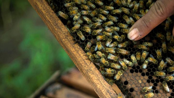 Pekerja menunjukkan salah satu lebah ratu  jenis Apis melifera  di kawasan hutan Desa Gunungsari, Wonosegoro, Boyolali, Jawa Tengah, Senin (11/2/2019). Meski selama musim hujan produksi madu dari lebah tersebut turun drastis namun perawatan terus dilakukan untuk menjaga keberlangsungan hidup binatang tersebut.

KOMPAS/FERGANATA INDRA RIATMOKO (DRA)
11-02-2019