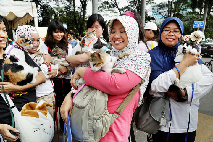 Pencinta kucing kampung di ajang Cat's On Street di area hari Bebas Kendaraan Bermotor, Jalan Sudirman, Jakarta, Minggu (7/9). Mereka ingin menunjukkan bahwa kucing kampung bukan hama dan bisa tampil sama cantik dan gagah seperti ras kucing lainnya.

Kompas/Lasti Kurnia (LKS)
07-09-2014
