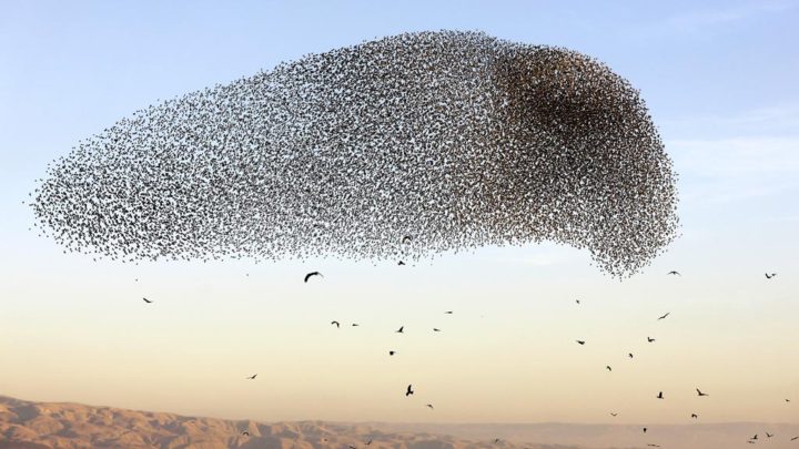 A picture taken on February 3, 2019, shows a murmuration of starlings during their traditional dance before landing to sleep on the Jordan Valley in the West Bank along the border with Jordan. (Photo by MENAHEM KAHANA / AFP)