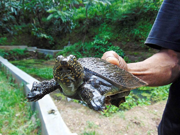 Warga menunjukkan tukik belawa (Amyda cartilaginea) di Desa Belawa, Kecamatan Lamahabang, Kabupaten Cirebon, Jawa Barat, Sabtu (12/3). tukik maupun kura-kura belawa merupakan spesies yang unik dibandingkan kura-kura lainnya, karena bentuk punggungnya yang cekung. Kini, di tempat konservasi yang juga obyek wisata kura-kura belawa, tercatat sekitar 300 ekor tukik belawa dan 72 ekor kura-kura belawa.

Kompas/Abdullah Fikri Ashri (IKI)
12-03-2016