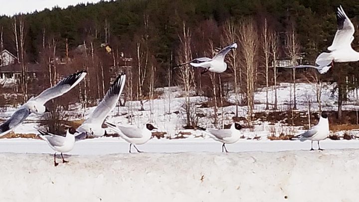 Burung camar bermain di dinding es yang terbentuk di tepi Sungai Kemijoki, Rovaniemi, Finlandia, Senin (1/5). Meski sudah masuk musim semi, hujan salju masih turun di kawasan lingkar Akrtika atau lingkar kutub utara.

Kompas/M Zaid Wahyudi (MZW)
01-05-2017