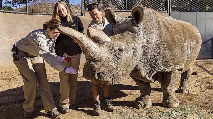 A northern white rhino named Nola receives a veterinary exam from associate veterinarian Meredith Clancy (L) as keepers Kim Millspaugh and Mike Veale (R) assist at the San Diego Zoo Safari Park in California in this December 29, 2014 file photo. A 41-year-old northern white rhino died on November 22, 2015 at the San Diego Zoo Safari Park, leaving just three members of the critically endangered species alive worldwide, zoo officials said.  REUTERS/Ken Bohn/San Diego Zoo Safari Park/Handout  NO SALES. NO ARCHIVES. FOR EDITORIAL USE ONLY. NOT FOR SALE FOR MARKETING OR ADVERTISING CAMPAIGNS. THIS IMAGE HAS BEEN SUPPLIED BY A THIRD PARTY. IT IS DISTRIBUTED, EXACTLY AS RECEIVED BY REUTERS, AS A SERVICE TO CLIENTS. MANDATORY CREDIT