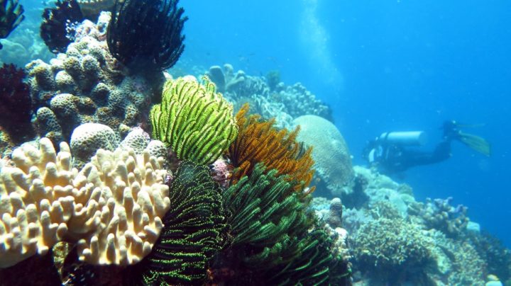 Pengasaman Laut Bahan Bakar Fosil Bahayakan Karang  Rumah 