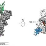 COVID-19-spike-protein-trimer-image-750×428