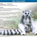 Lemur1_1587117765