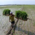 petani memanggul bibit padi di Cirebon
