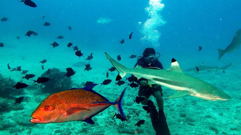 Morotai, Ekowisata Selam Bersama Hiu
Perairan Morotai di Maluku Utara masih memiliki kesehatan ekosistem terumbu karang yang baik. Ini ditunjukkan dengan kehadiran ikan hiu sirip hitam (black tip) dalam penyelaman di beberapa titik selamnya. Seperti Kamis (13/9/2018) sekelompok ikan hiu sirip hitam menyambut penyelam di perairan Pulau Mitita, sekitar 40 menit dari Daruba (Ibukota Kabupaten Morotai). Menurut rencana, perairan ini serta beberapa area lain di Morotai akan menjadi kawasan konservasi perairan (KKP) untuk memperkuat/memperluas KKP Pulau Rao yang telah dibentuk sejak 2012. KKP Pulau Rao seluas 330 hektar akan diperluas menjadi 58.011 ha yang terdiri ekosistem terumbu karang, mangrove, dan tempat bersarang penyu. 
KOMPAS/ICHWAN SUSANTO (ICH)
13 SEPTEMBER 2018