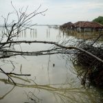 Abrasi yang Mengikis Pesisir Pantura