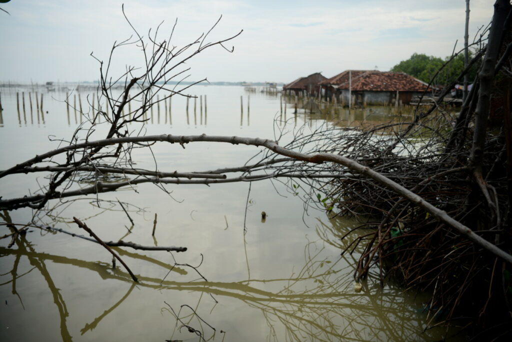 Tanaman mangrove yang rusak dan roboh di Desa Sriwulan, Kecamatan Sayung, Kabupaten Demak, Jawa Tengah, Senin (9/3/2020). Kawasan mangrove saat ini mulai dilestarikan kembali untuk melindungi kawasan pesisir agar terhindar dari abrasi yang kian parah.

Kompas/P Raditya Mahendra Yasa
09-03-2020