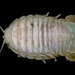 Bathynomus-raksasa-source-SJADES_1_1594739254-611×432
