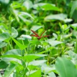 DSC01806_1558778206-1024×683