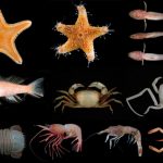 Spesies-baru_1600348778-1024×670
