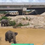 gajah tol riau dumai 1