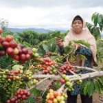 TANAMAN KOPI DI HUTAN LINDUNG