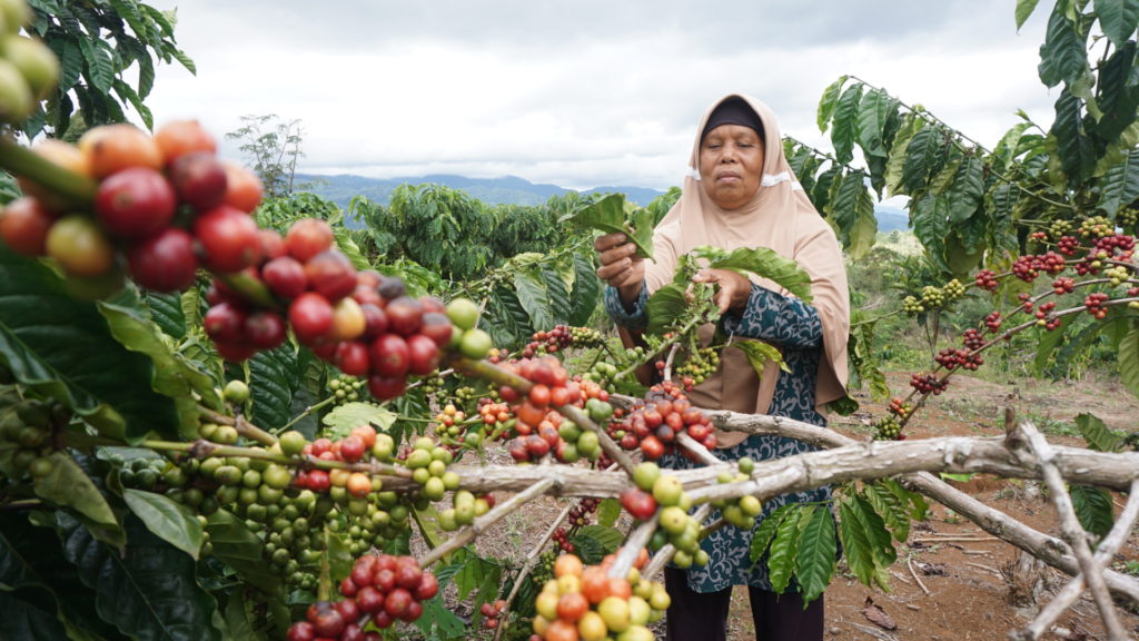 Seorang petani yang menggarap lahan di Kawasan Hutan Lindung Kota Agung Utara, Kabupaten Tanggamus, Lampung, tengah menyiangi tanaman kopinya, Sabtu (13/4/2019).
