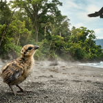 burung maleo Terkubur untuk hidup