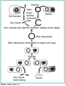 DNA-rekombinan-produksi-insulin