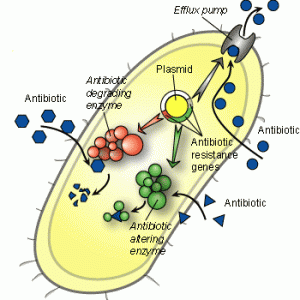 mekanisme-resistensi-bakteri-terhadp-ant-biotk