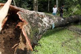 Populasi Flora Kebun Raya Bogor Berkurang; Tanaman Tua Mati Dimakan Usia Populasi Flora Kebun Raya Bogor Berkurang; Tanaman Tua Mati Dimakan Usia